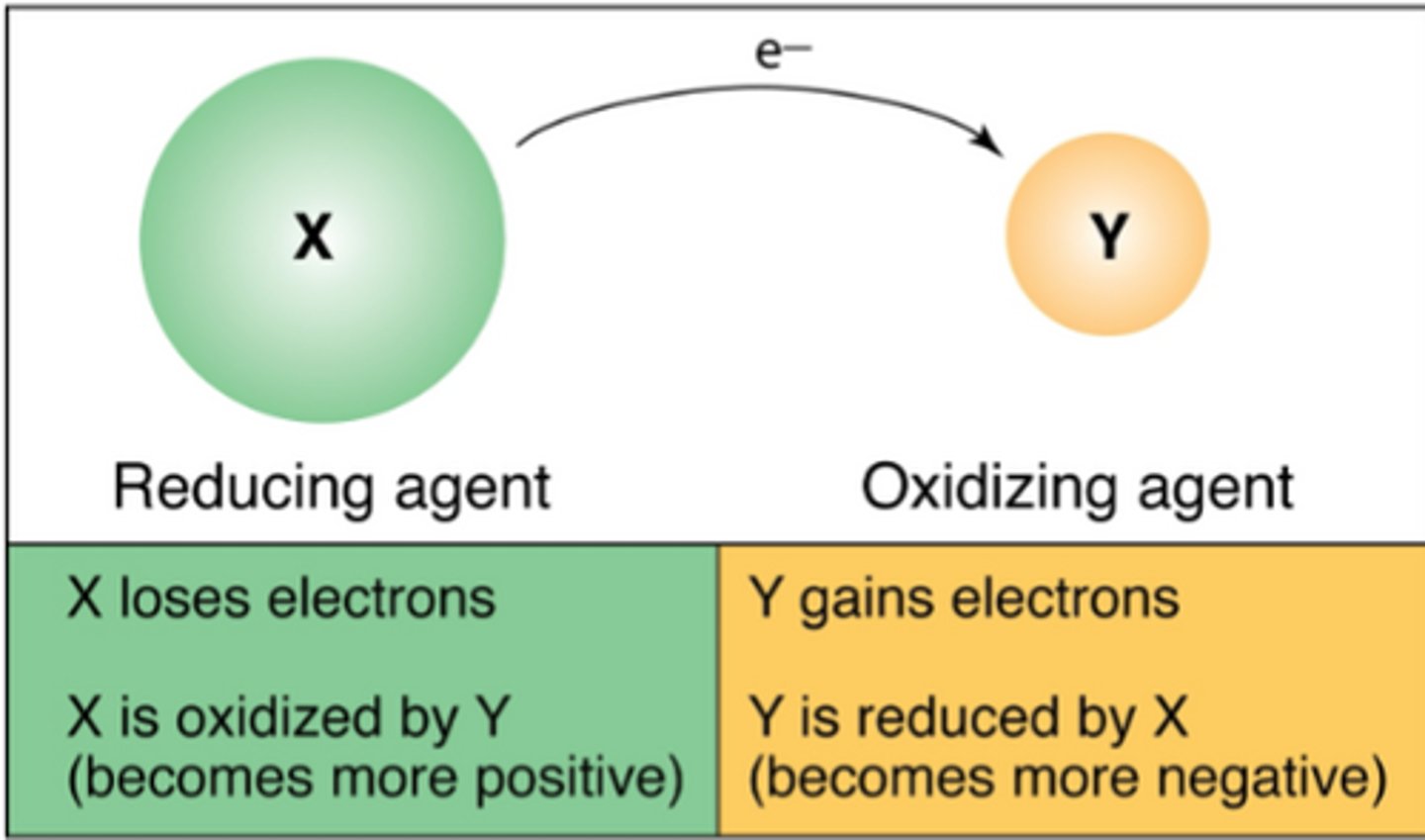 <p>Reducing agent</p><p>Oxidizing agent</p>