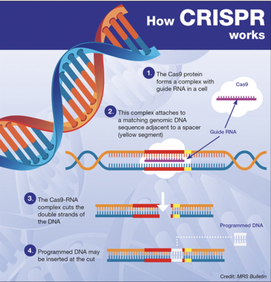 <p>1. <strong>Family Studies</strong>: assess hereditary influence by examining blood relatives to see how much they resemble one another on a specific trait to determine whether it runs in the family. Many things run in families, that are not genetic: ex dessert recipes or speaking certain languages </p><p>Ex: Familial impairments on speech/language ability have been associated with mutations on the FOXP2 gene. Individuals with such mutations may struggle with articulating words (speech) or forming and understanding language (grammar and syntax).</p><p></p><p>2. <strong>Twin Studies: </strong>Yield better evidence about the possible influence of heredity because identical twins share 100% of the same genes and fraternal twins share 50% of genetic relatedness. If twins of both types are raised in similar environments and  identical twins are more similar on a given trait the assumption would be it is probably a genetic explanation</p><p>Correlation between intelligence and personality. Findings suggest that identical twins tend to be more similar than fraternal twins with regard to intelligence and specific personality traits (extraversion) suggests that intelligence and personality are influenced by heredity</p><p></p><p>3. <strong>Adoption studies:</strong> Access genetic influence by comparing adopted children with their biological and adoptive parents: if they are more like their biological parents on a trait, It is probably genetic </p><p></p><p>4. <strong>Genetic Mapping: </strong>Process of determining the location and chemical sequence of specific genes on specific chromosomes. Theorists suspect that thousands of genes may influence complex behavioural abilities and trraits with each of these specific genes exerting a tiny effect</p><p></p>