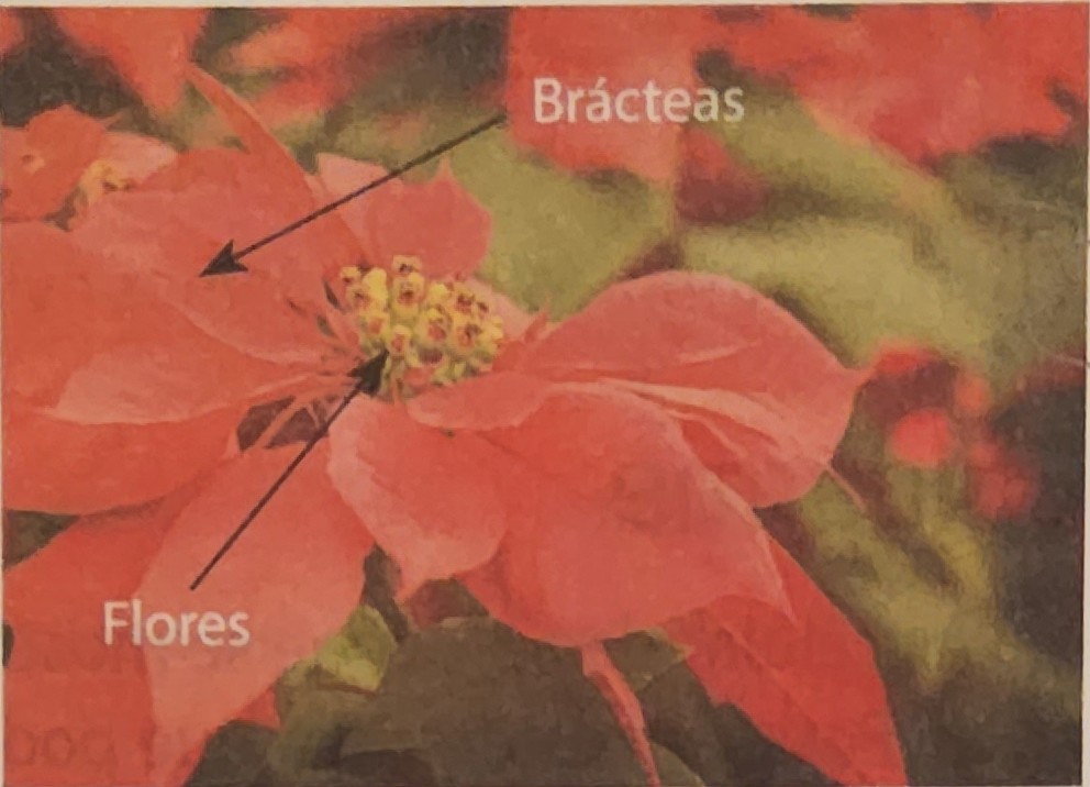 * fazem papel de pétala