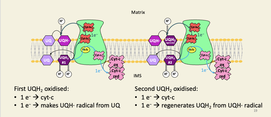 <ul><li><p><span><span>For each UQH</span><sub><span>2</span></sub><span> the Q-cycle oxidises, one electron is passed onto the downstream carrier (cyt-c), which is always a 1-electron carrier.</span></span></p></li></ul><ul><li><p><span><span> The other electron is recycled. In the first-pass of the cycle, this recycled electron generates a UQH· free radical, which complex-III keeps a hold of; in the second pass, this radical is fully reduced to UQH</span><sub><span>2</span></sub><span>. </span></span></p></li><li><p><span><span>The two steps of the cycle therefore oxidise two molecules of UQH</span><sub><span>2</span></sub><span>, but they also </span><em><span>regenerate</span></em><span> a UQH</span><sub><span>2</span></sub><span>, so only one </span><em><span>net</span></em><span> UQH</span><sub><span>2</span></sub><span> is oxidised. </span></span></p></li><li><p><span><span>Because of the positions of the Q-binding sites on complex III (oxidation on IMS-side, reduction on matrix-side), the protons are carried across the membrane from matrix to IMS, and for each UQH</span><sub><span>2</span></sub><span> oxidised, the Q-cycle pumps four protons. </span></span></p></li><li><p><span><span>If the cycle didn’t exist, and both electrons were passed directly to cyt-c, the cycle would only pump two protons per UQH</span><sub><span>2</span></sub><span> oxidised.</span></span></p></li></ul><p></p>