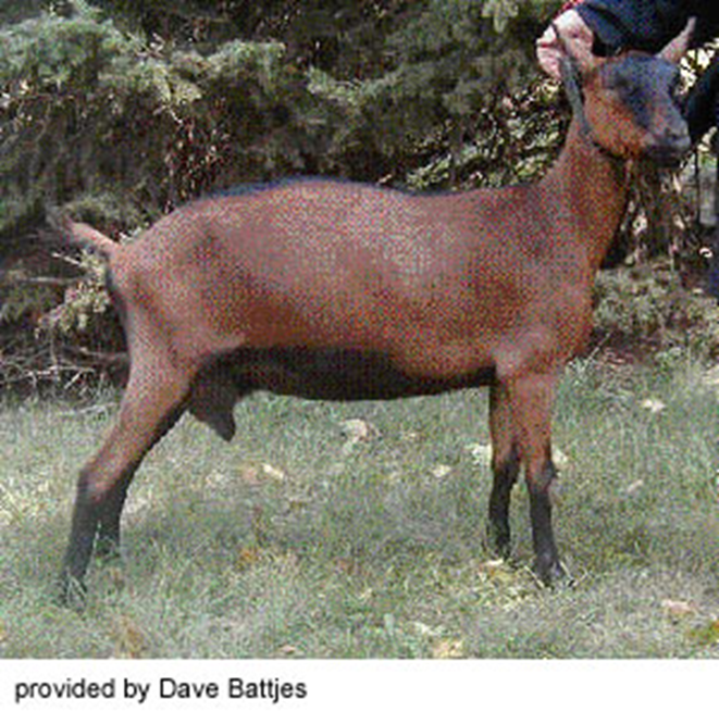 <ul><li><p>markings: two black stripes down the face with the forehead nearly all black, black legs below the knees and hocks, and ears black inside and bay outside</p></li><li><p>color preferred is chamois but may be black</p></li></ul><p></p>