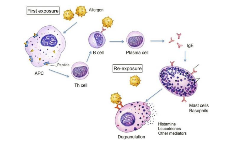 <p>The interaction of allergens with allergen-specific IgE antibodies that are bound to mast cells, basophils, and eosinophils</p><p>When it binds to IgE antibodies, the cells degranulate and release a potent mixture of inflammatory mediators</p>