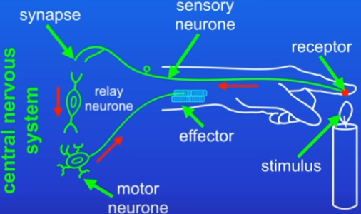 <p>Reflex arc stages: What happens when you touch a hot object?</p>