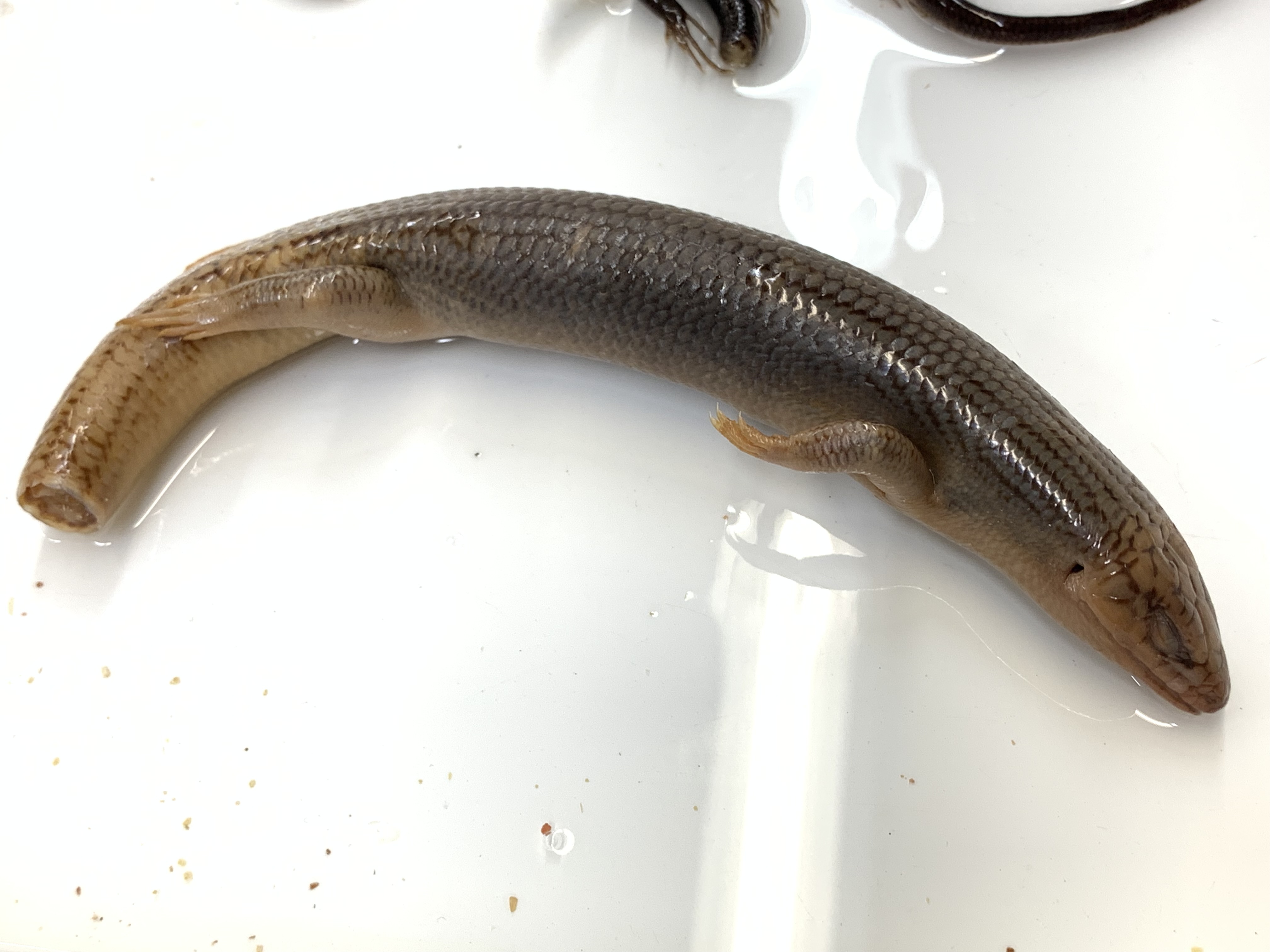 Clade, Family, Genus sp. 