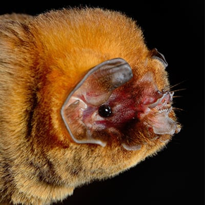 <p>Ghost-Faced Bat</p>