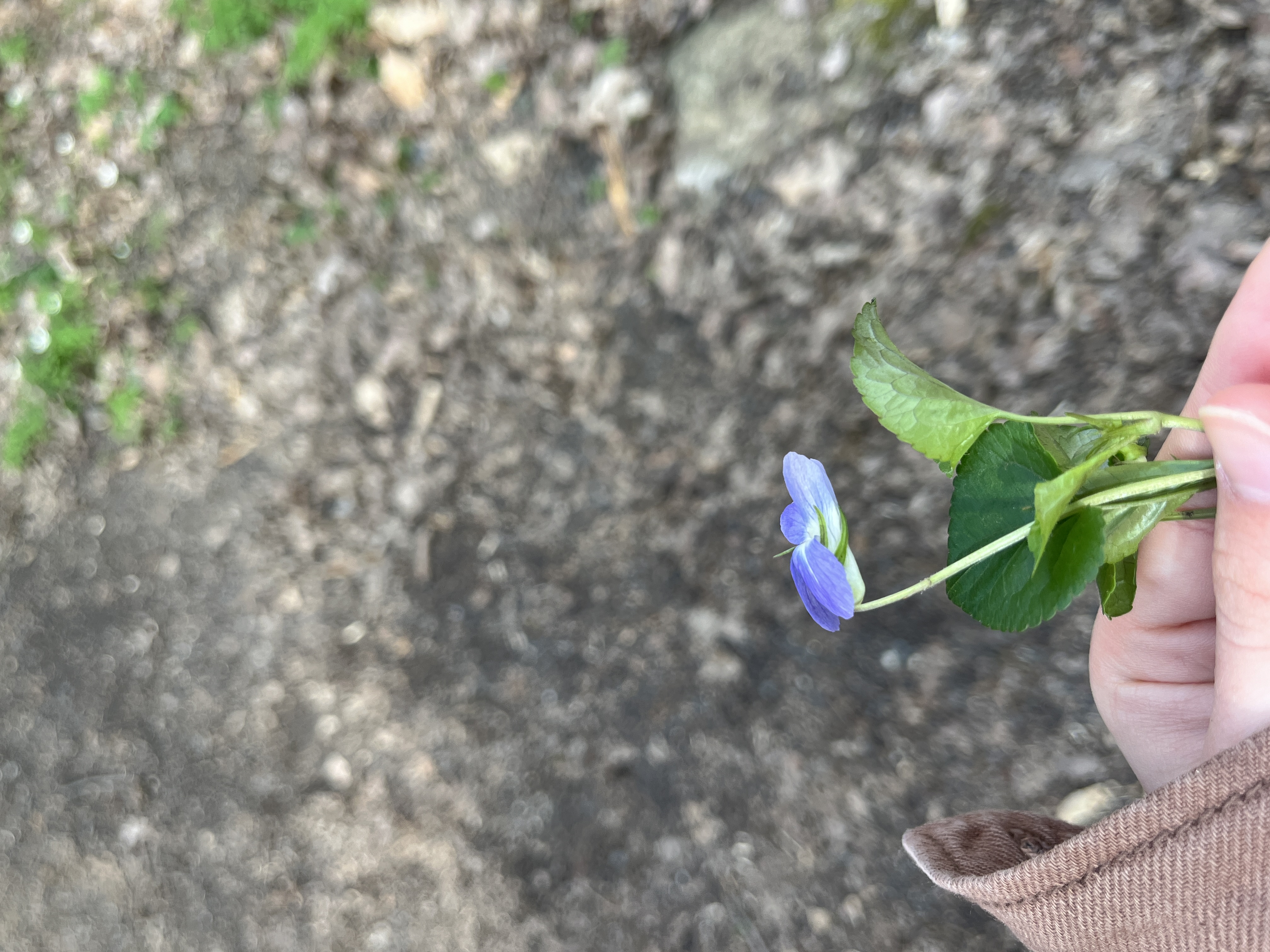 <p>violka rivinova, viola riviniana</p>