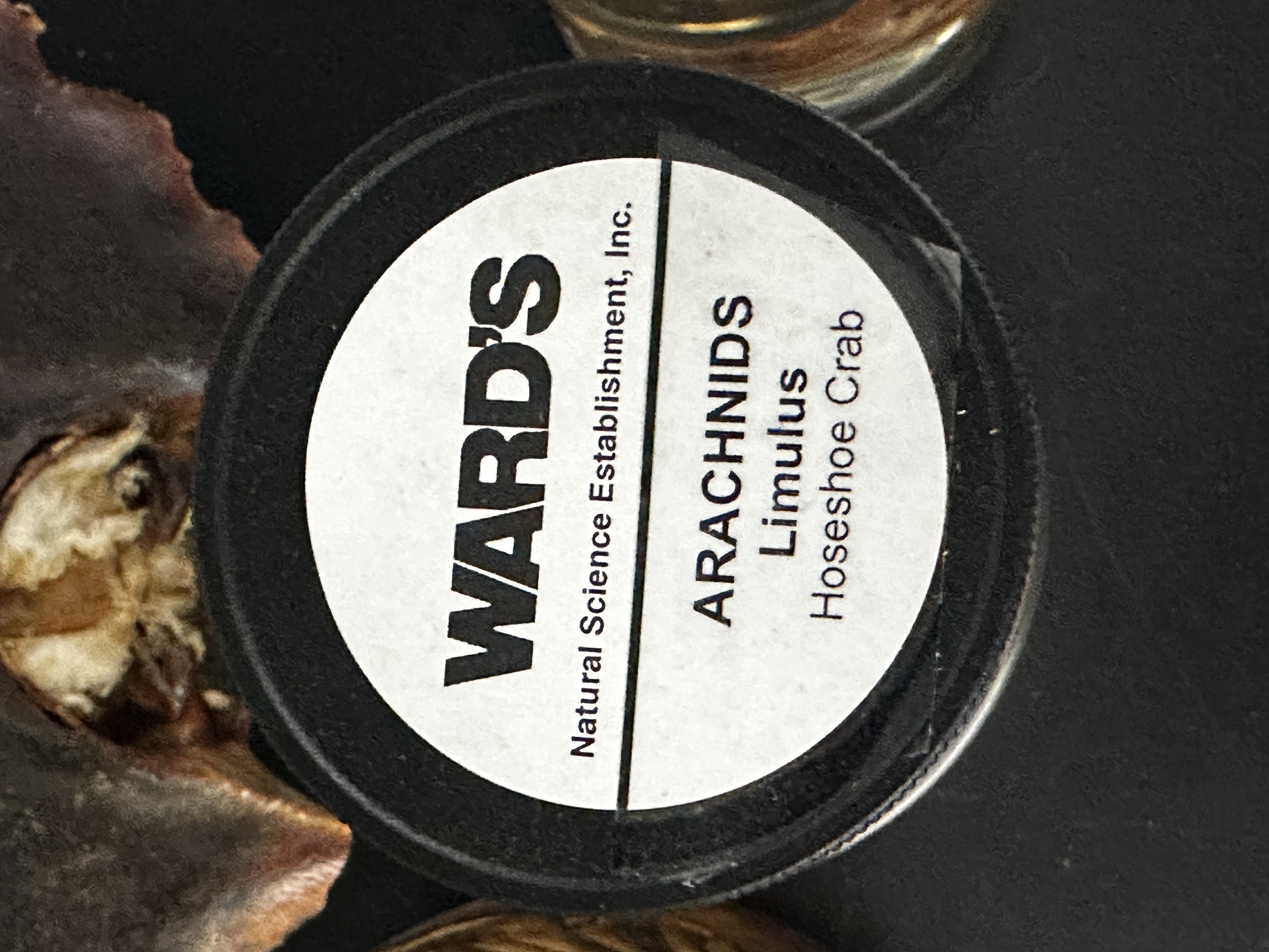 <p>Grouping: Protostome</p><p>Grouping: Ecdysozoa</p><p>Phylum: Arthropoda</p><p>Subphylum: Chelicerata</p>