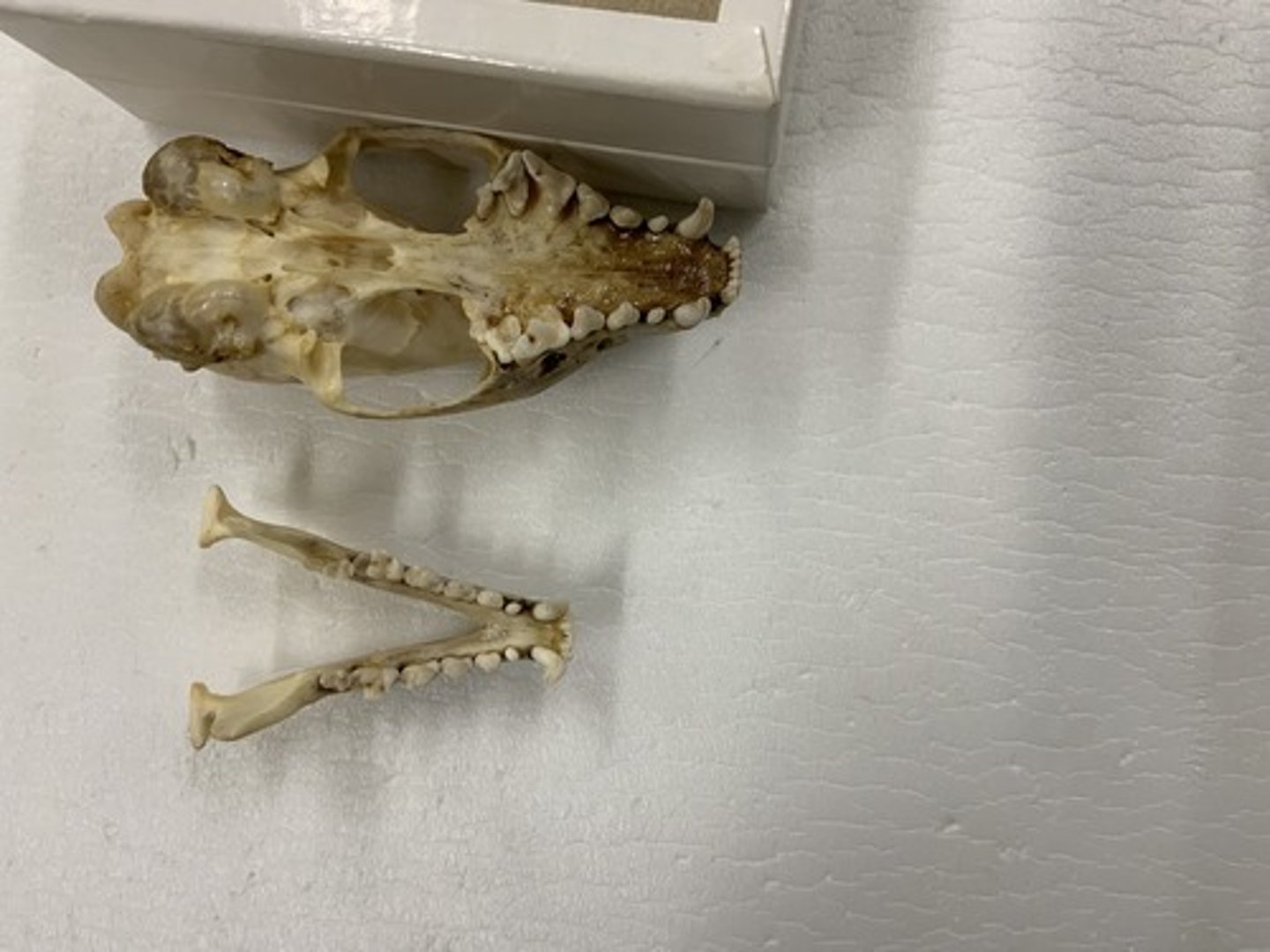 <p>Family, Suborder, Order, Infraclass, Subclass</p><p>-straight division in auditory bullae</p><p>-postorbital bar</p><p>-longer rostrum</p><p>-tribosphenic molar</p>