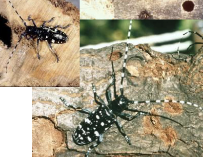 <p>longhorn beetles</p>