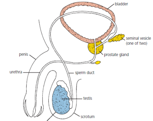 <p>The prostate gland and seminal vesicles.</p>