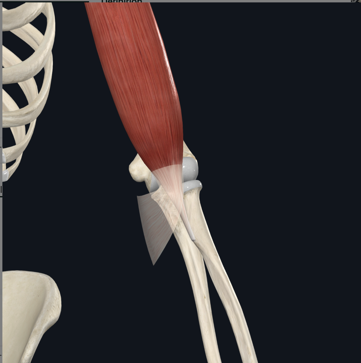 <p>tuberosity of the the radius</p><p>bicipital aponeurosis</p>