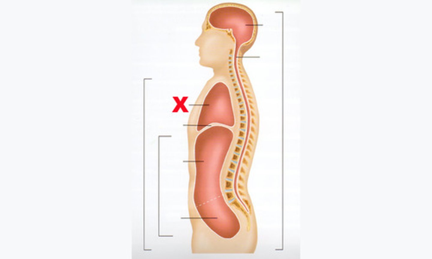<p>contains two pleural cavities, the mediastinum cavity &amp; the pericardium cavity</p>