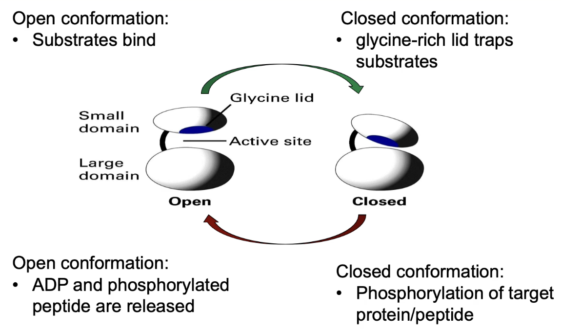 <ul><li><p class="">ATP + target peptide bind to <strong>open conformation</strong> of PKA</p></li><li><p class="">Binding causes hinge to shift → <strong>domains close</strong></p></li><li><p class=""><strong>Glycine lid traps substrates</strong> in active site</p></li><li><p class="">Allows <strong>phosphate transfer</strong> from ATP → peptide</p></li><li><p class="">After reaction:</p><ul><li><p class="">Products = ADP + phosphorylated peptide</p></li><li><p class="">Both have <strong>lower affinity</strong> → exit when enzyme reopens</p></li></ul></li></ul><p></p>