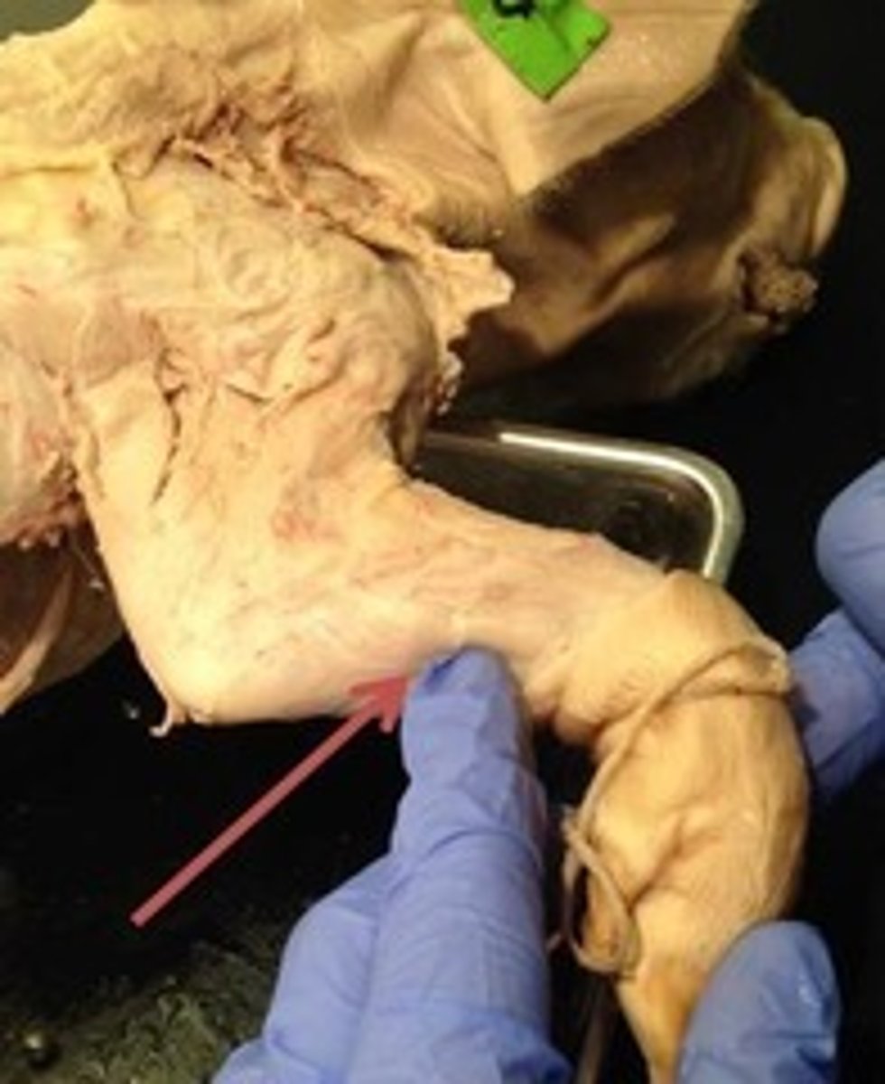 knowt flashcard image