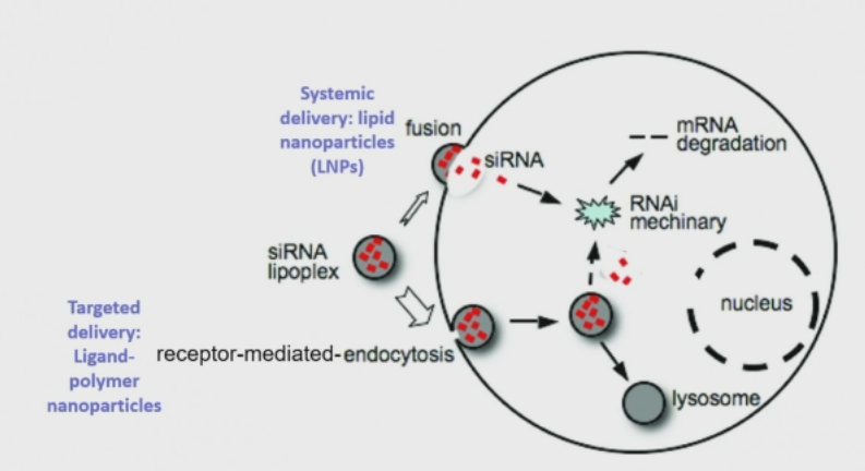 <p>receptor-mediated endocytosis</p><p>siRNAs encased in endosomes → lysosome</p><p>need endosomal escape to stop them being transferred to lysosome. </p>