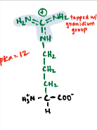 <p>A basic polar amino acid with a guanidino group.</p>