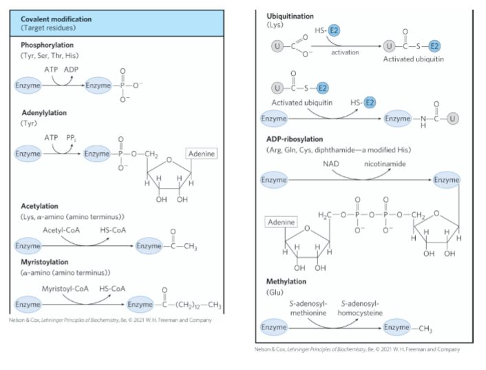 <ol><li><p>phosphorylation (ATP→ ADP)</p></li><li><p>acetylation (acetyl-CoA → HS-CoA)</p></li></ol><p></p>