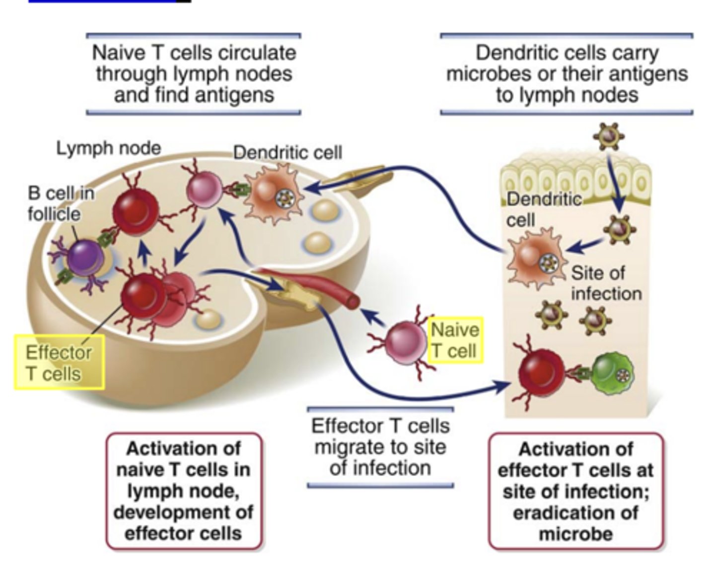 <p><strong>- <span class="bgP">secondary lymphoid organs</span></strong> (nodes, spleen, and mucosal lymphoid tissues)</p><p>- <strong>foreign antigens</strong></p><p>-  <strong>mature DCs</strong></p>