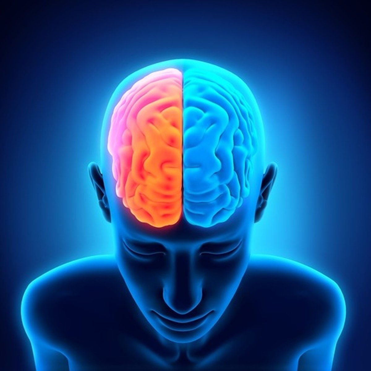 <p>It is a thick band of nerve fibres that connects the two brain hemispheres. It allows for communication between the two hemispheres of the brain and is responsible for transmitting neural messages between them.</p>