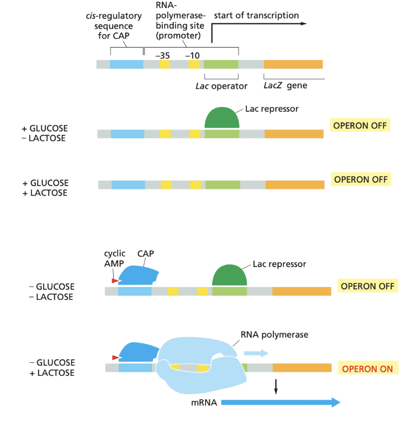 <p>When lactose is absent Lac repressor binds to Lac operator </p><p>When glucose is absent CAP activator can bind to promoter </p><p>transcription only occurs when glucose is absent and lactose is present</p><p>cyclic AMP also needed for CAP to work</p>
