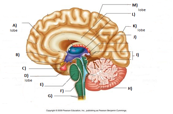 F, E, and reticular formation 