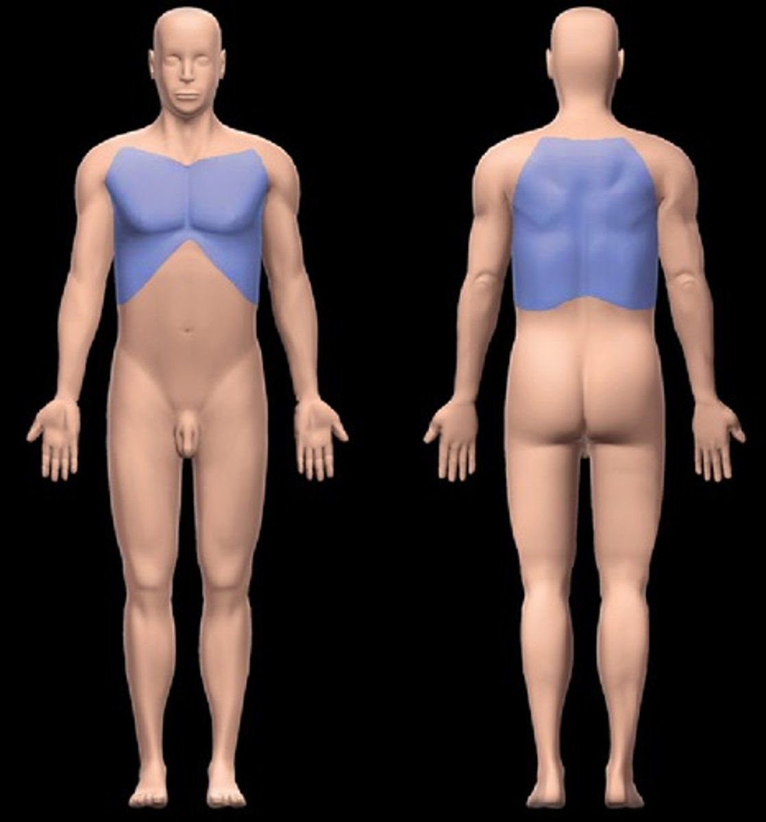 <p>chest area above the diaphragm</p>
