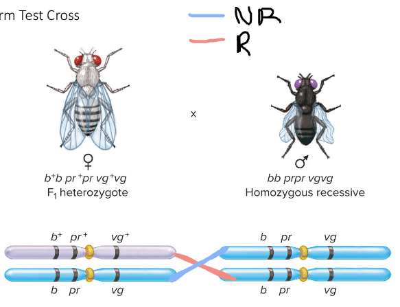 <p>Fill in the blank…</p><p>In a three-factor cross, we know that in the P generation, the dominant alleles are ( ) as well as the recessive alleles. ( ) F2 offspring will have a pair of dominant or recessive alleles while ( ) offspring will have one dominant and one recessive allele. </p>