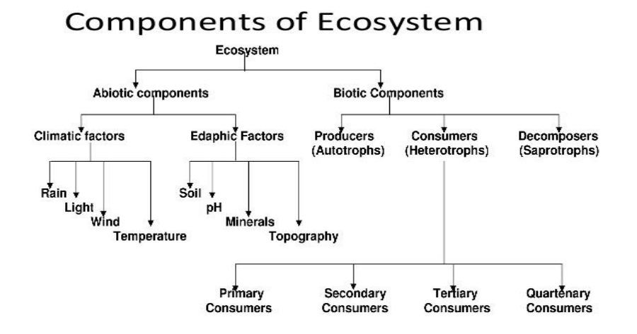 <p>Components of Ecosystem</p>