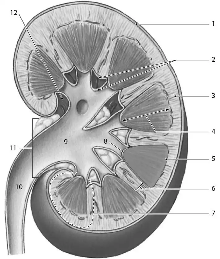 <p>Identify the structure labeled &quot;5.&quot;</p>