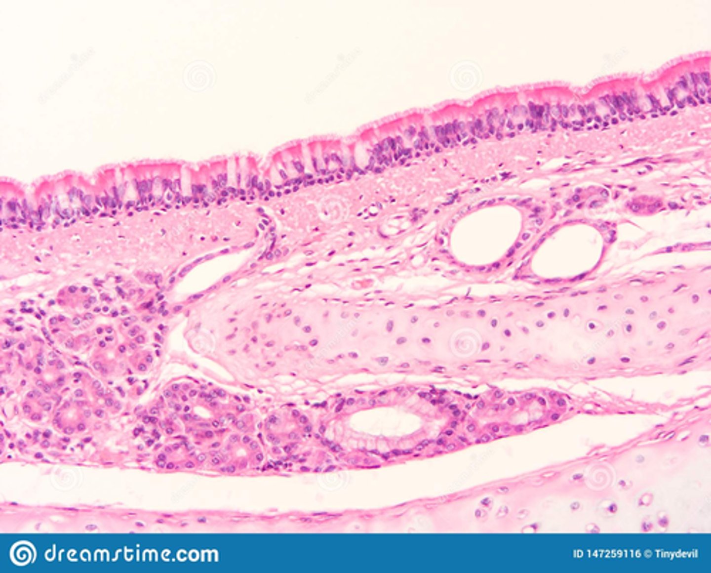 <p>identify the organ</p>
