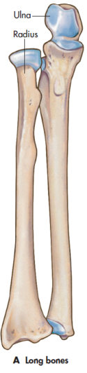 <p>tibia (shin bone), femur (thigh bone), humerus, radius</p>