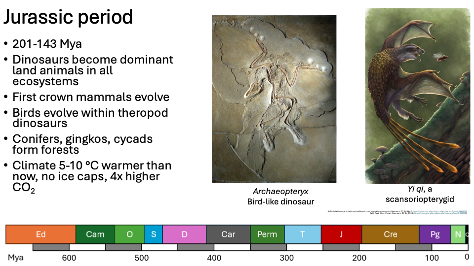 <p><span>201-143 Mya</span></p><p><span>Dinosaurs become dominant land animals in all ecosystems</span></p><p><span>First crown mammals evolve</span></p><p><span>Birds evolve within theropod dinosaurs</span></p><p><span>Conifers, gingkos, cycads form forests</span></p><p><span>Climate 5-10 °C warmer than now, no ice caps, 4x higher CO<sub>2</sub></span></p><p></p>