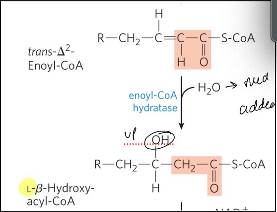<p><span style="background-color: transparent;">Hydration reactions adds water to the double bond forming L-beta-hydroxy-acyl-CoA</span></p><ol><li><p><span style="background-color: transparent;"><strong>enoyl-CoA hydratase </strong>= catalyzes the addition of water to the double bond of the trans-∆<sup>2</sup>-enoyl-CoA to form <strong>L-𝛽-hydroxyacyl-CoA </strong>(3-hydroxyacyl-CoA)</span></p></li><li><p><span style="background-color: transparent;">Catalyzed in the <strong>trifunctional protein</strong></span></p></li><li><p><span style="background-color: transparent;">Formally analogous to the fumarase reaction in the citric acid cycle</span></p></li><li><p><span style="background-color: transparent;">Hydroxyl added to beta carbon</span></p></li></ol><p></p>