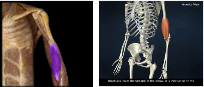 <p>Action: Elbow flexion; forearm pronation</p>