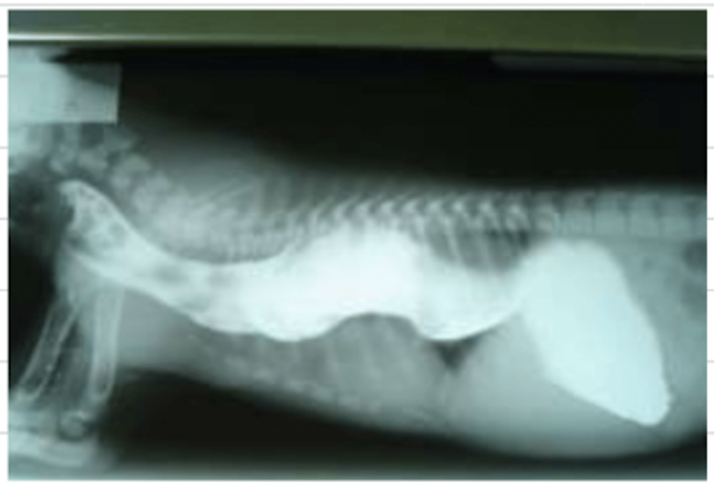 <p>after performing tests on this animal, we receive this image- what is the diagnosis?</p>