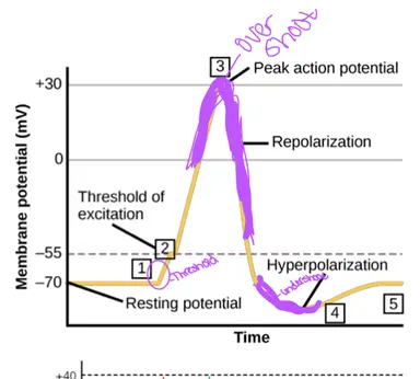 portion of AP where membrane potential is more negative than RMP 