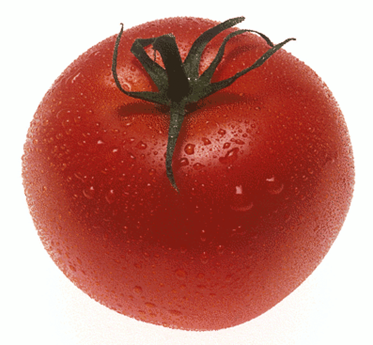 <p>tomato</p>