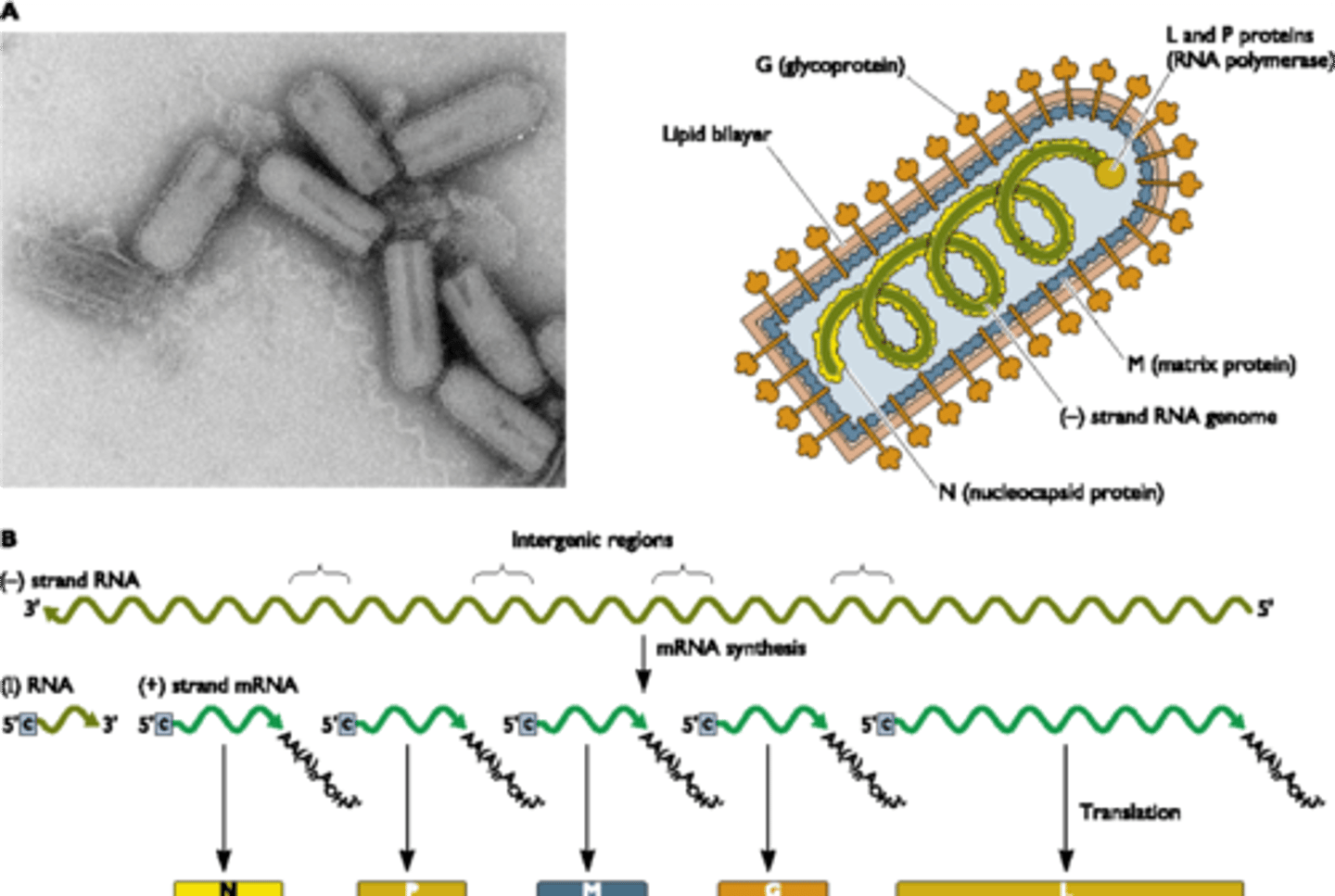 <p>transmitted by animal bite, fatal once symptoms occur.</p><p>travels from bite up nervous system to brain.</p><p>reservoir typically racoons, bats, dogs.</p>