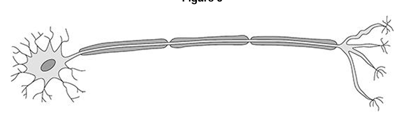 <p>Name of this specialised cell: </p>