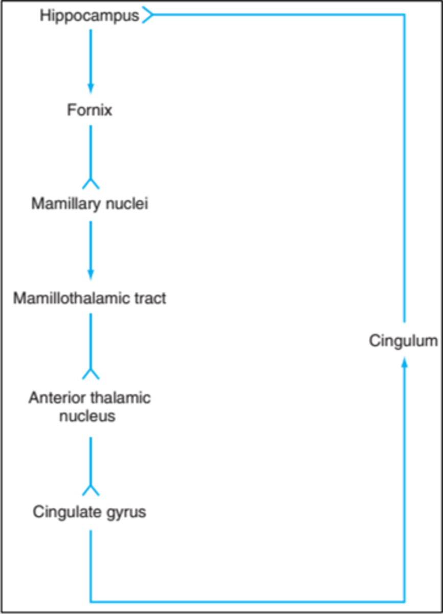 knowt flashcard image