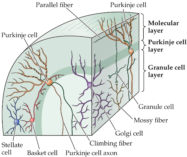 <ul><li><p>connected to mossy fibers</p></li><li><p>send parallel fibers to Purkinje cells = T branches</p><ul><li><p>via excitatory synapses</p></li></ul></li><li><p>50 billion</p></li></ul><p></p>