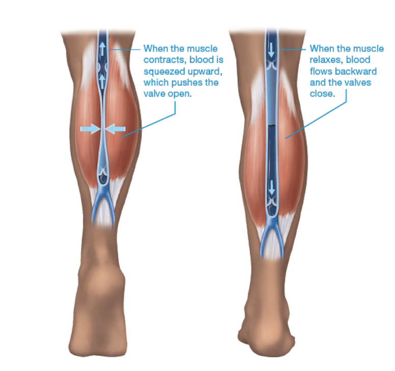 lower limb