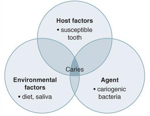 <ul><li><p>host is the susceptible tooth</p></li><li><p>agent is the cariogenic bacteria</p></li><li><p>environmental factors is diet and saliva </p></li></ul><p></p>