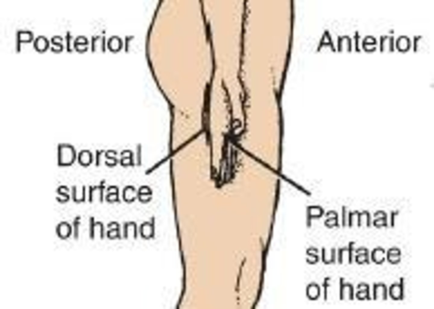 <p>Indicates the front of the body.</p>