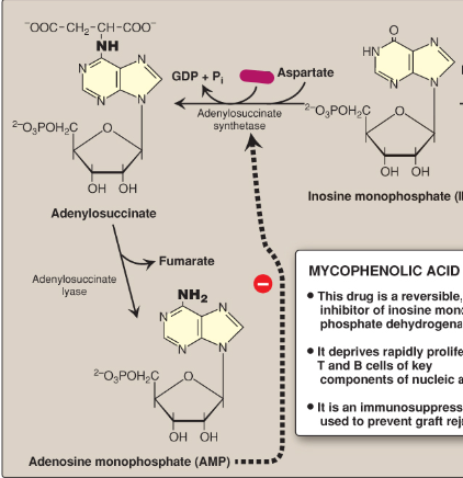 <p>Name this section of AMP synthesis.</p>