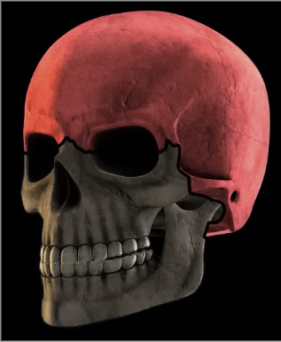 <p>part of the skull that <strong>encloses the brain</strong></p>