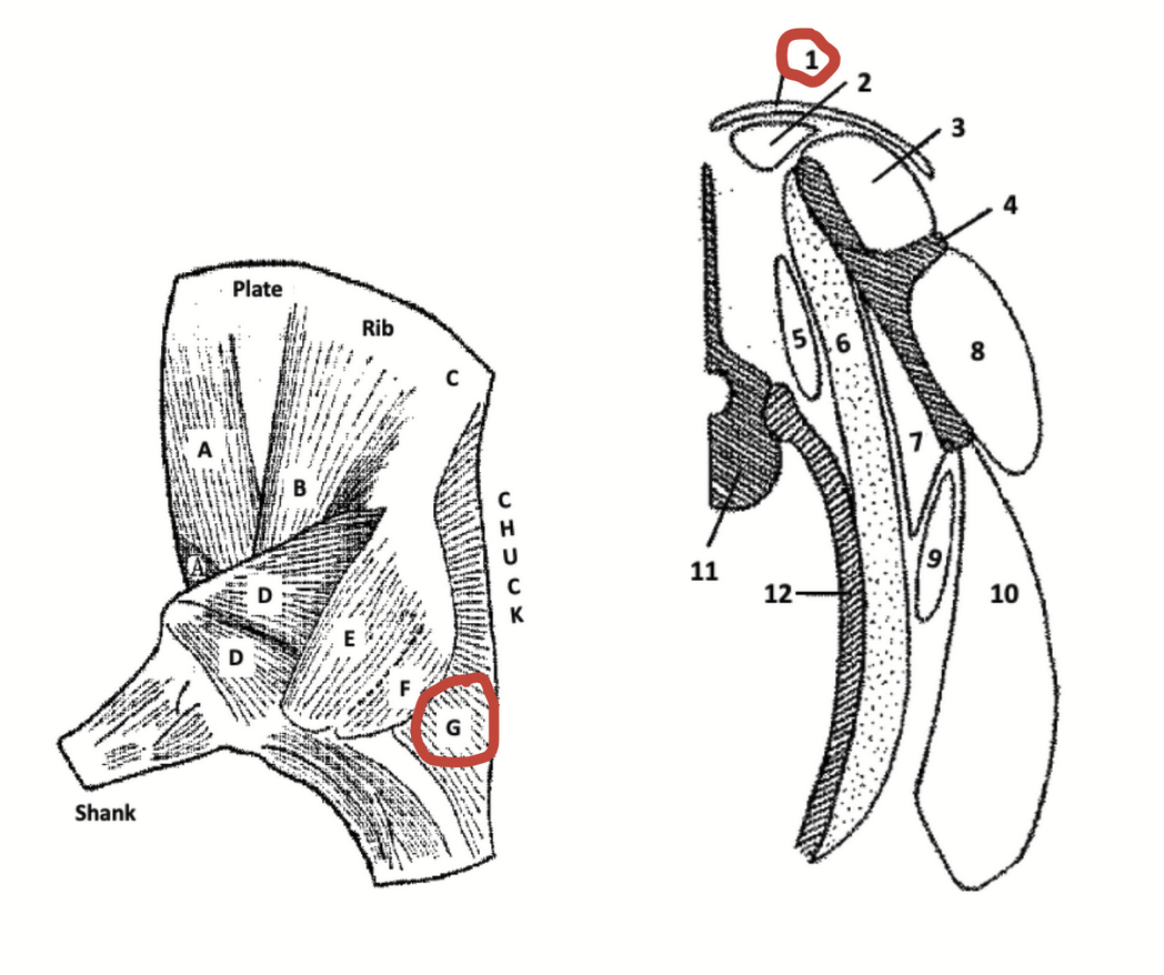 <p>Shoulder muscle located superficially between the left and right scapular blades.</p><p>Figuratively, if one were to stab a standing animal between its shoulder blades, the knife would pass through this muscle first and then through the rhomboideus.</p>