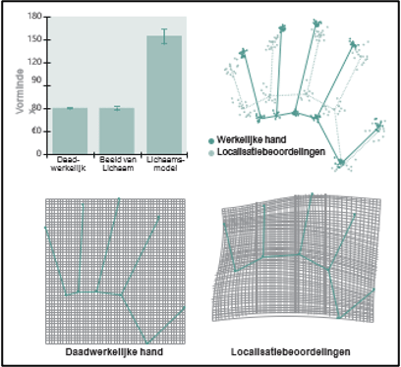 <p>Ze kregen hun hand te zien met gemarkeerde posities, waarna hun hand aan het zicht werd onttrokken. Vervolgens moesten ze de posities reproduceren.</p><p>=&gt; Proefpersonen konden de posities reproduceren, maar met een systematische vertekening/bias: De hand werd groter gerepresenteerd dan de vingers.</p>