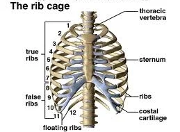 <p>ribs 1-7; articulate directly w/ body of sternum</p>