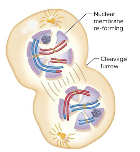 <p>1) Sister chromatids reach their respective poles</p><p>2) Decondensation occurs in most species<br>3) In many species, the nuclear membrane re-forms to produce two separate nuclei</p>